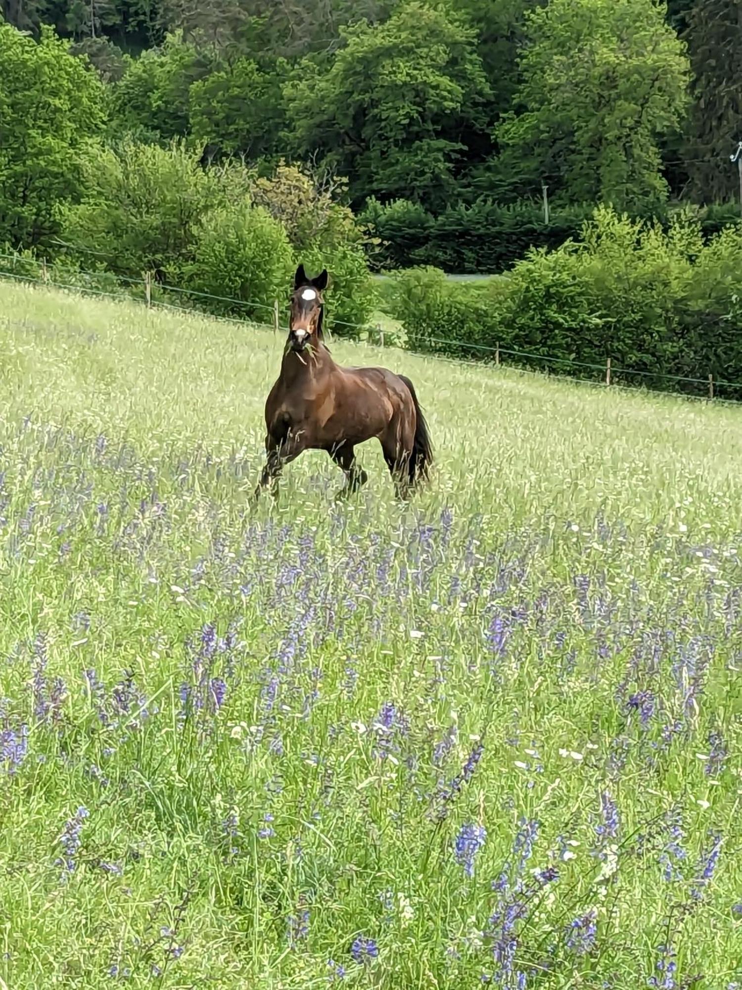 La Grange Symphorine, Chambre D'Hotes De Charme Situee Entre La Vallee De La Dordogne Et La Vallee De La Vezere Meyrals Buitenkant foto